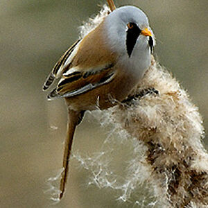 Bearded Reedling