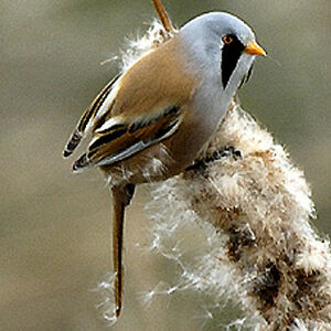 Bearded Reedling