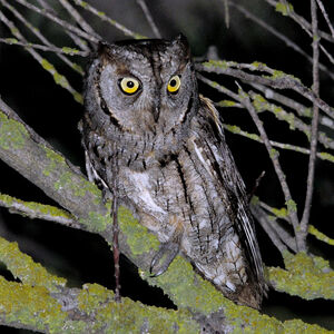 Petit-duc scops 
&copy; Christian Maliverney