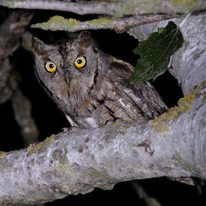 Petit-duc scops 
&copy; Christian Maliverney