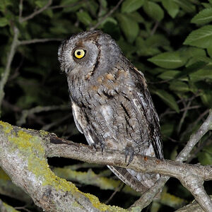 Petit-duc scops 
&copy; Christian Maliverney
