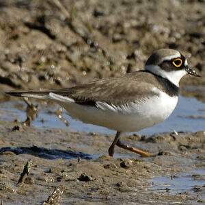 Little Ringed Plover