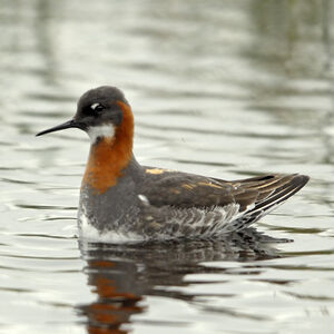 Phalarope � bec �troit 
&copy; Christian Maliverney