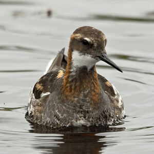Phalarope � bec �troit 
&copy; Christian Maliverney