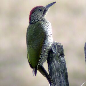 European Green Woodpecker 
&copy; Christian Maliverney