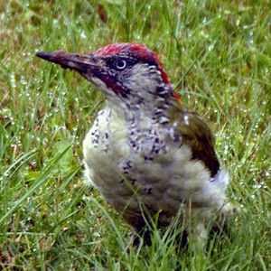 European Green Woodpecker 
&copy; Christian Maliverney