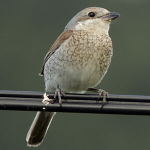 Red-backed Shrike
