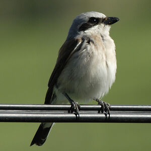 Red-backed Shrike
