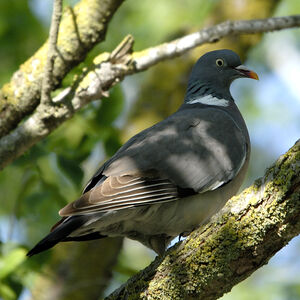 Pigeon ramier 
&copy; Christian Maliverney