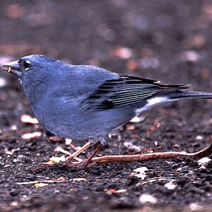 Blue Chaffinch
