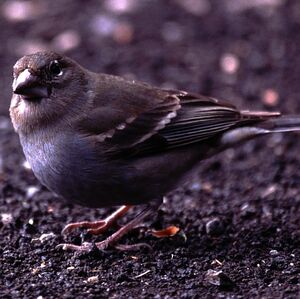 Blue Chaffinch