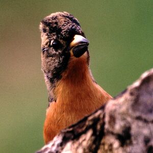 Brambling