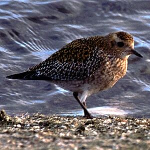European Golden Plover 
&copy; Christian Maliverney