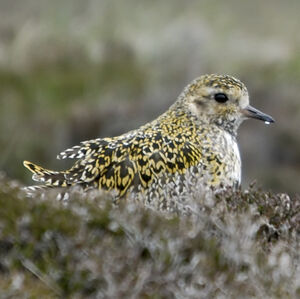 European Golden Plover 
&copy; Christian Maliverney