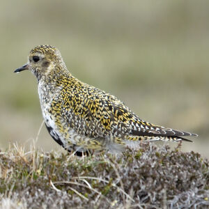 European Golden Plover 
&copy; Christian Maliverney