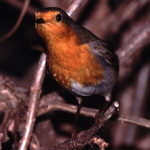 European Robin