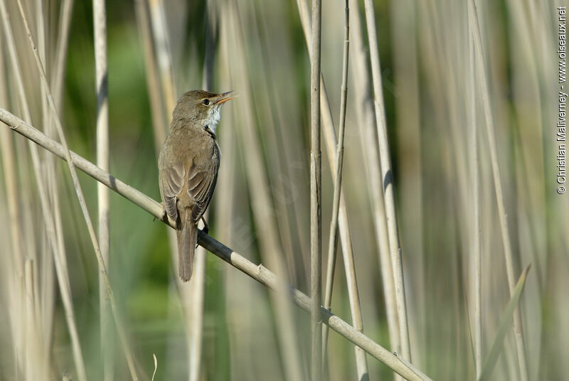 Eurasian Reed Warbler male adult, song