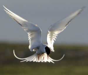 Arctic Tern 
&copy; Christian Maliverney