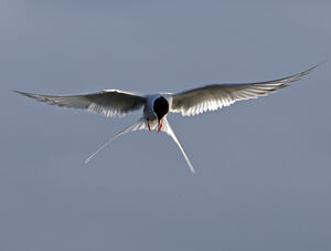 Arctic Tern 
&copy; Christian Maliverney