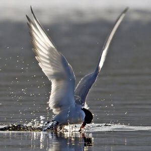 Arctic Tern 
&copy; Christian Maliverney