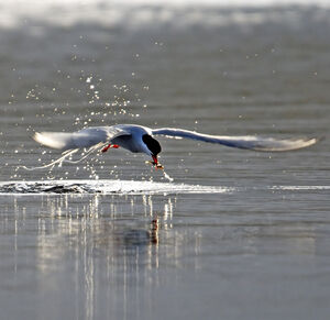 Arctic Tern 
&copy; Christian Maliverney