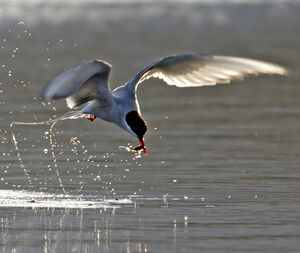 Arctic Tern 
&copy; Christian Maliverney