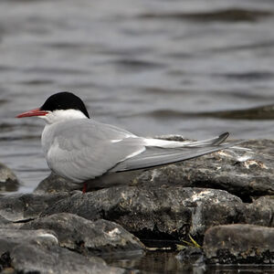 Arctic Tern 
&copy; Christian Maliverney
