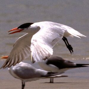 Caspian Tern 
&copy; Christian Maliverney