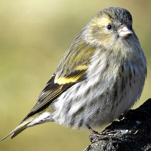 Eurasian Siskin