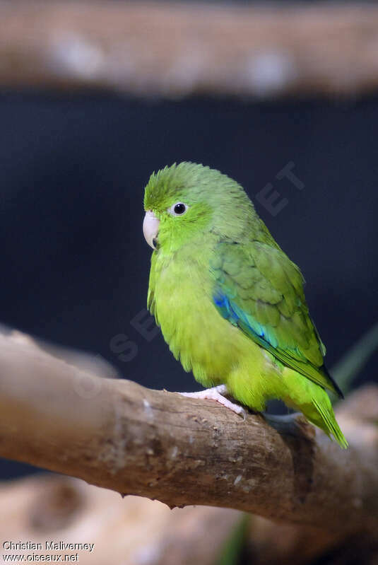 Pacific Parrotletadult, identification