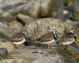 Ruddy Turnstone 
&copy; Christian Maliverney