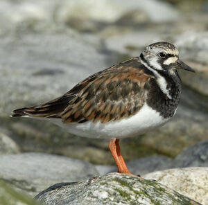 Ruddy Turnstone 
&copy; Christian Maliverney