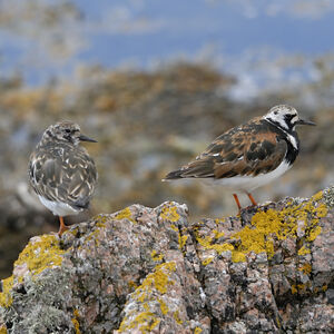 Ruddy Turnstone 
&copy; Christian Maliverney
