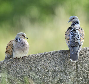 European Turtle Dove