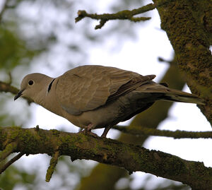 Eurasian Collared Dove 
&copy; Christian Maliverney