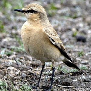 Isabelline Wheatear