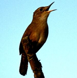 House Wren