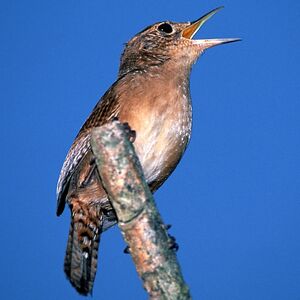 House Wren