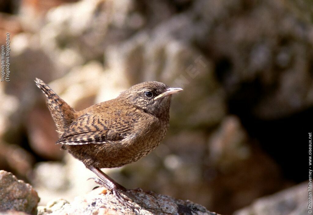 Eurasian Wrenimmature, identification