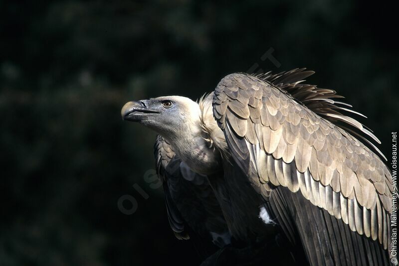 Griffon Vultureadult