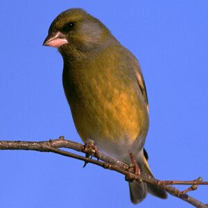 European Greenfinch