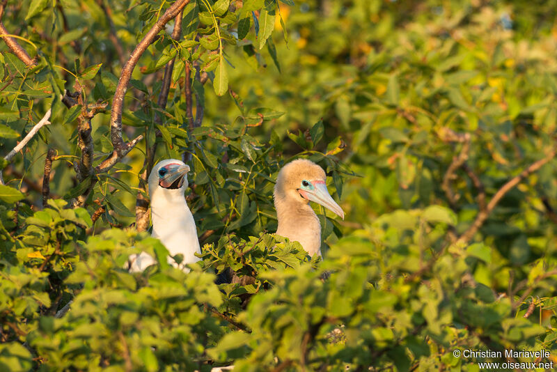 Red-footed Boobyadult