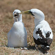 Masked Booby