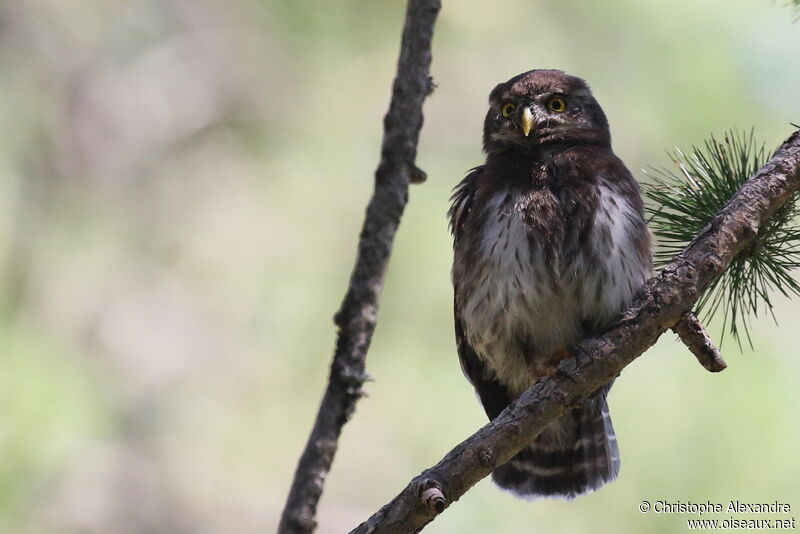 Eurasian Pygmy Owljuvenile