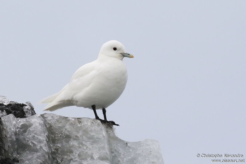 Mouette blancheadulte