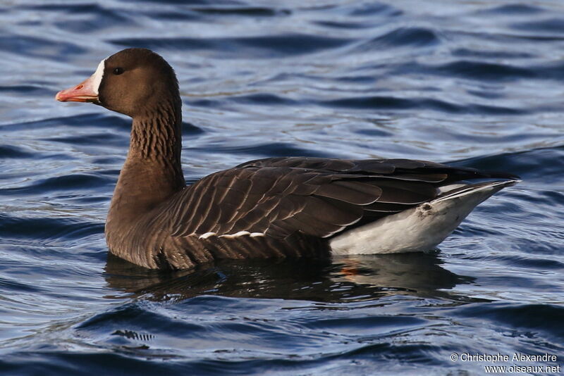 Greater White-fronted Gooseadult