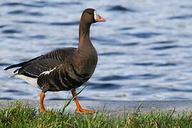 Greater White-fronted Goose