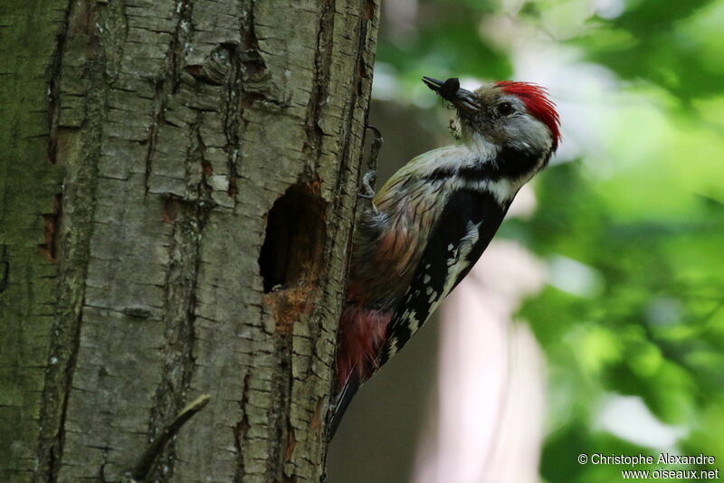 Middle Spotted Woodpecker male adult, Reproduction-nesting