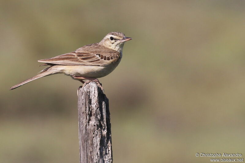 Pipit rousselineadulte