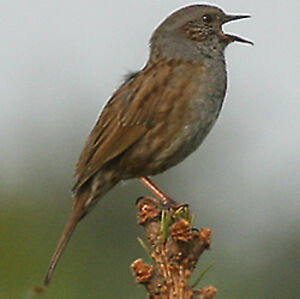 Dunnock